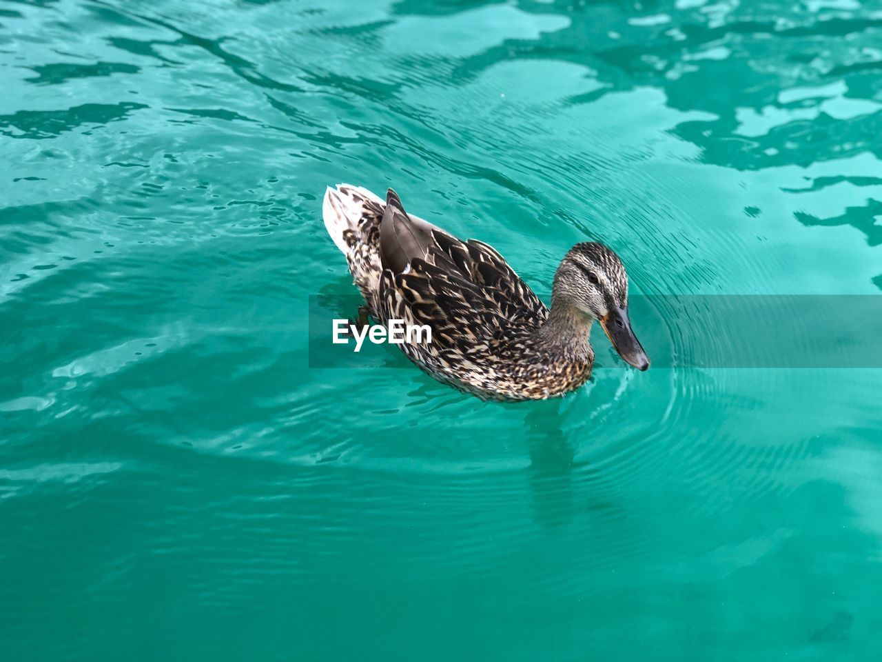 High angle view of duck swimming in lake