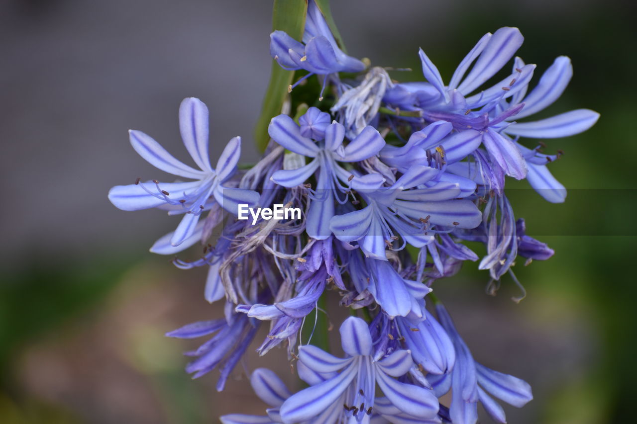 Close-up of purple flowering plant