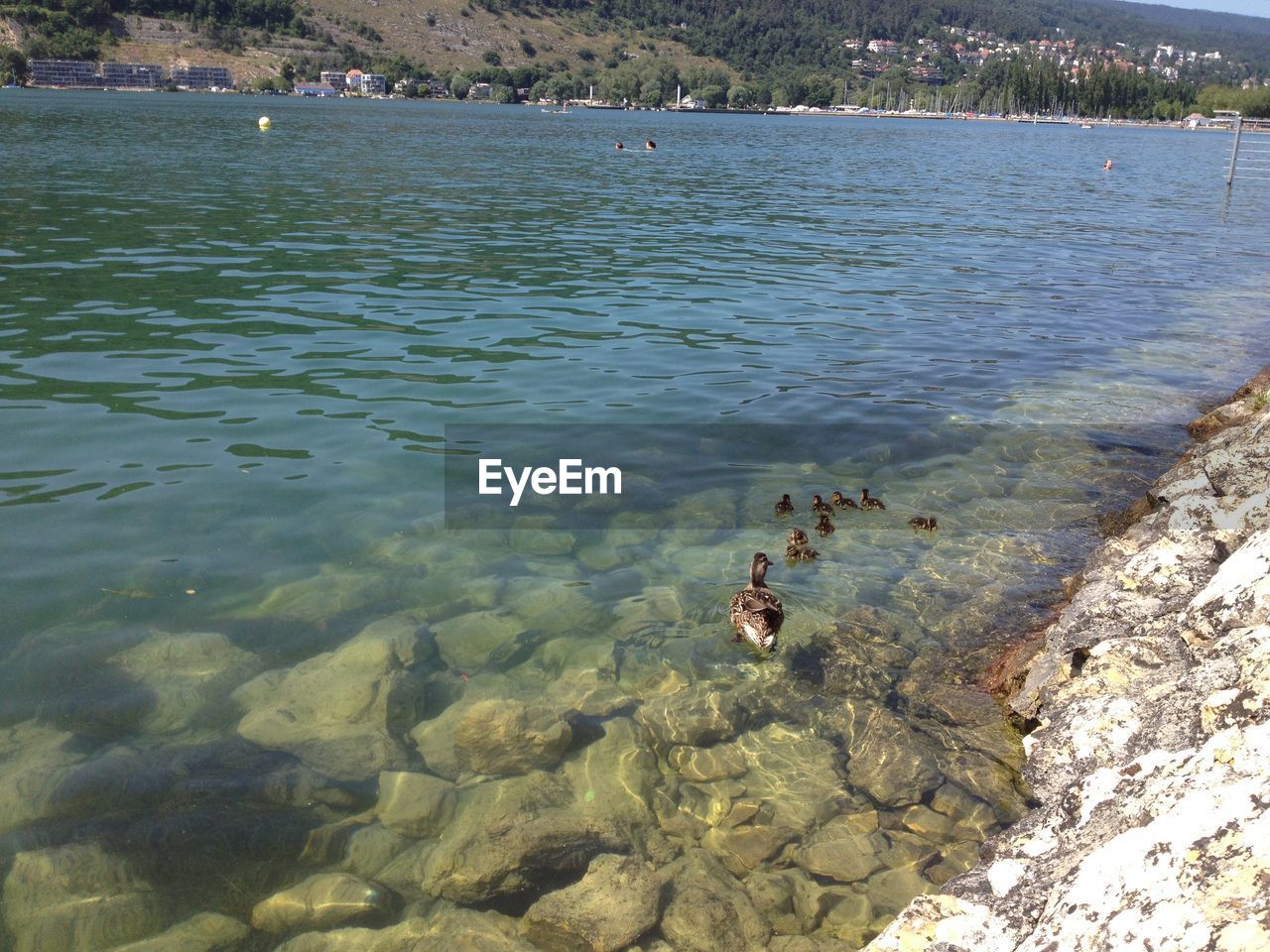 Duck and ducklings swimming on lake