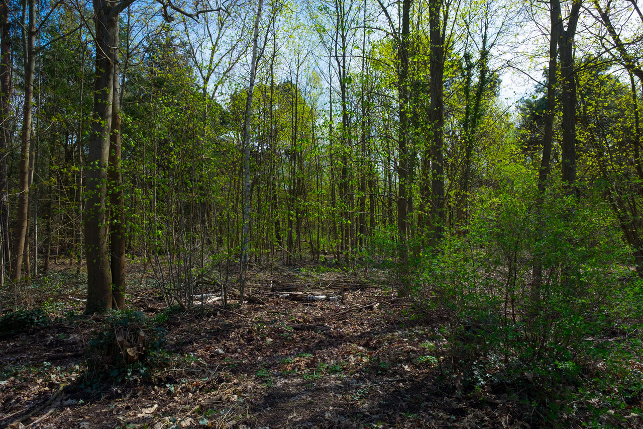 PLANTS GROWING ON LAND