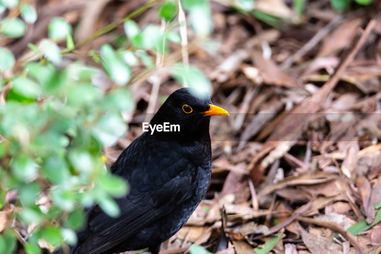 CLOSE-UP OF BIRD PERCHING ON A LAND