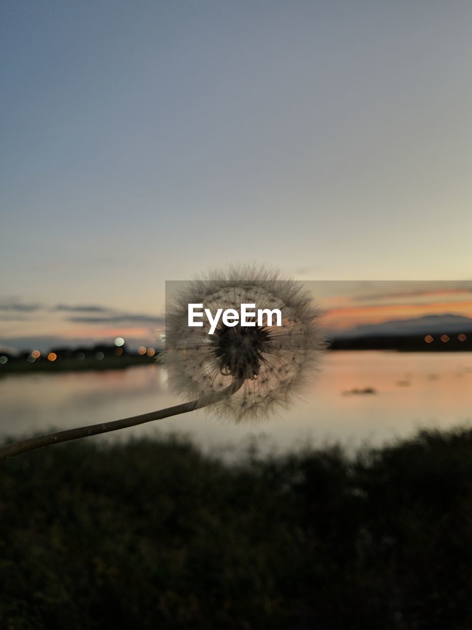 CLOSE-UP OF DANDELION FLOWER AGAINST SKY DURING SUNSET