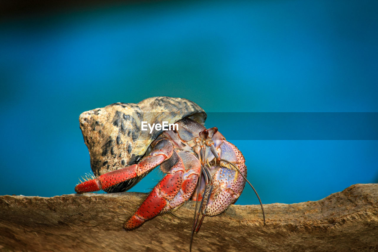 Close-up of crab on rock by sea