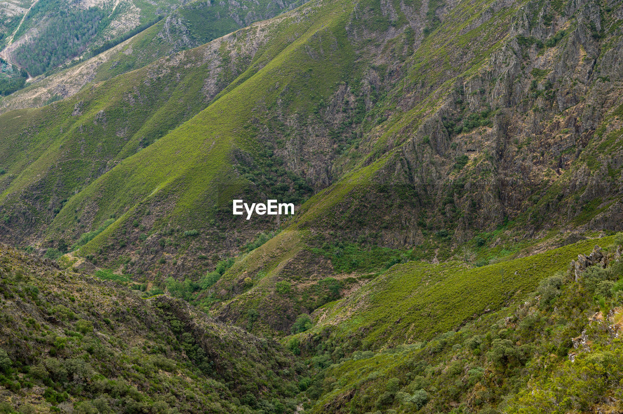 HIGH ANGLE VIEW OF TREES ON MOUNTAIN