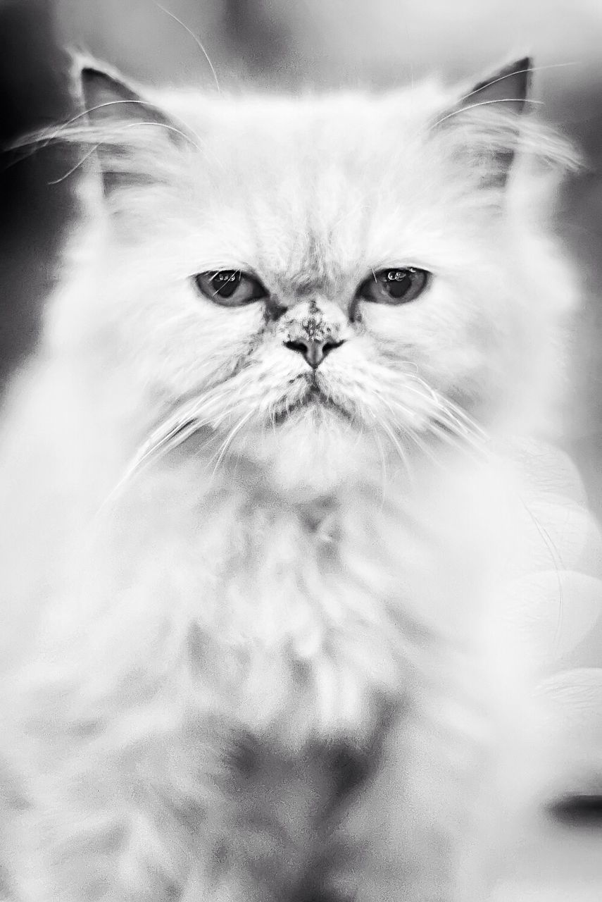 Portrait of hairy cat