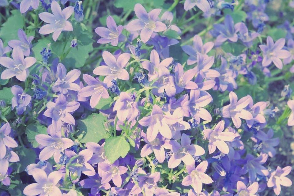 CLOSE-UP OF PURPLE FLOWERS BLOOMING OUTDOORS