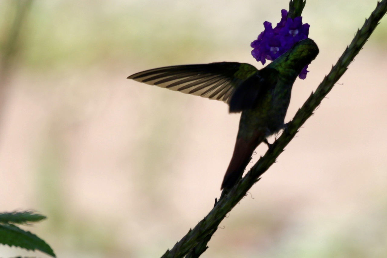 CLOSE-UP OF BIRD FLYING BY FLOWER