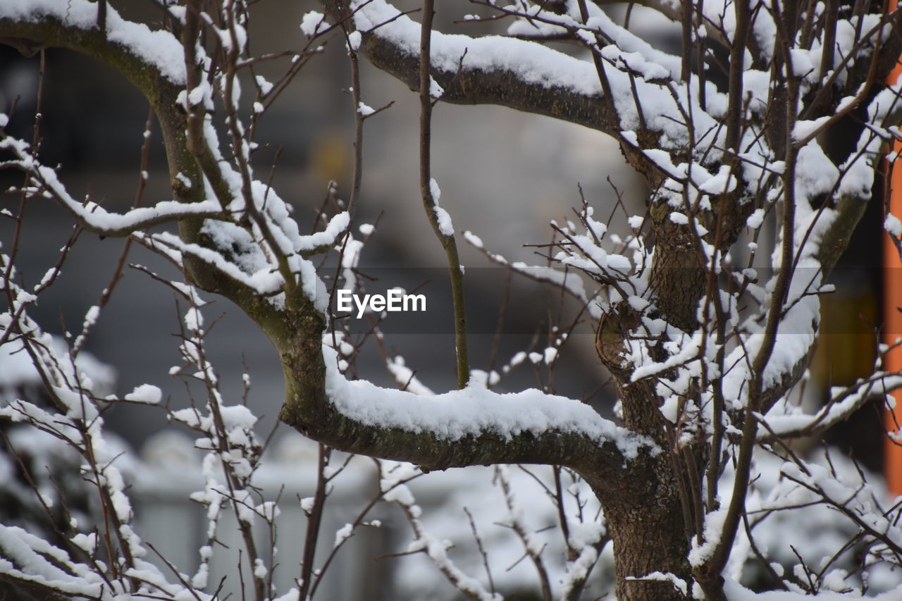 CLOSE-UP OF SNOW COVERED TREE BRANCHES DURING WINTER