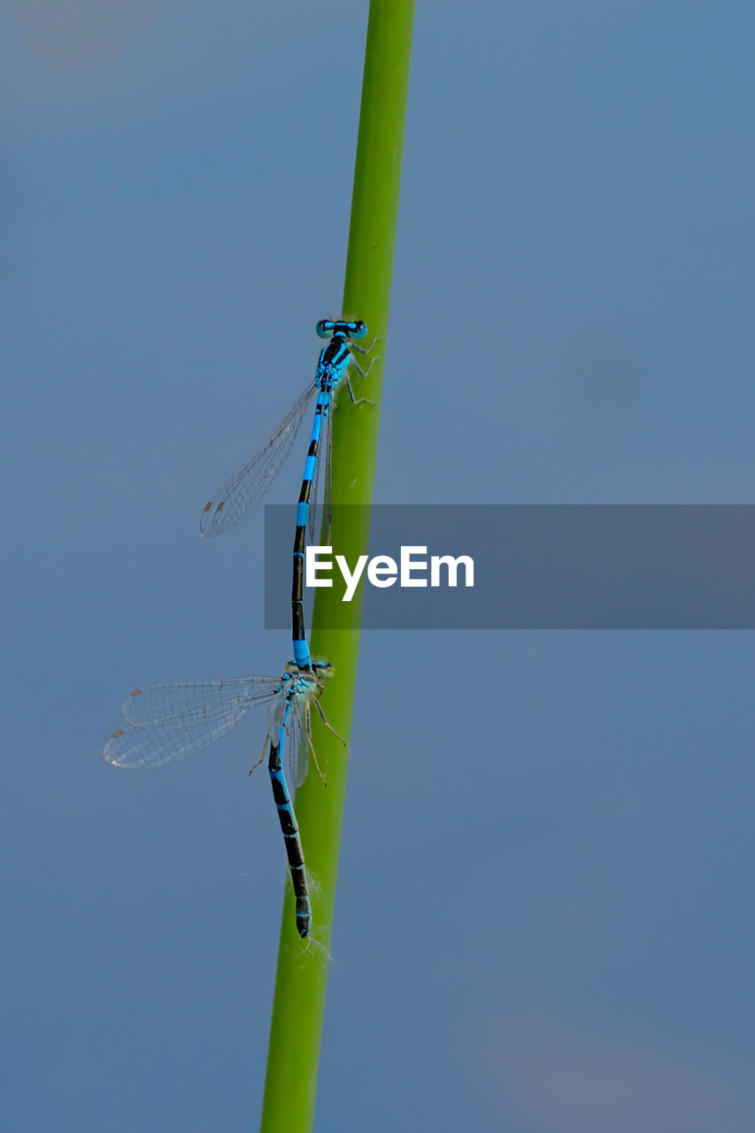 CLOSE-UP OF DRAGONFLY ON PLANT AGAINST BLUE SKY