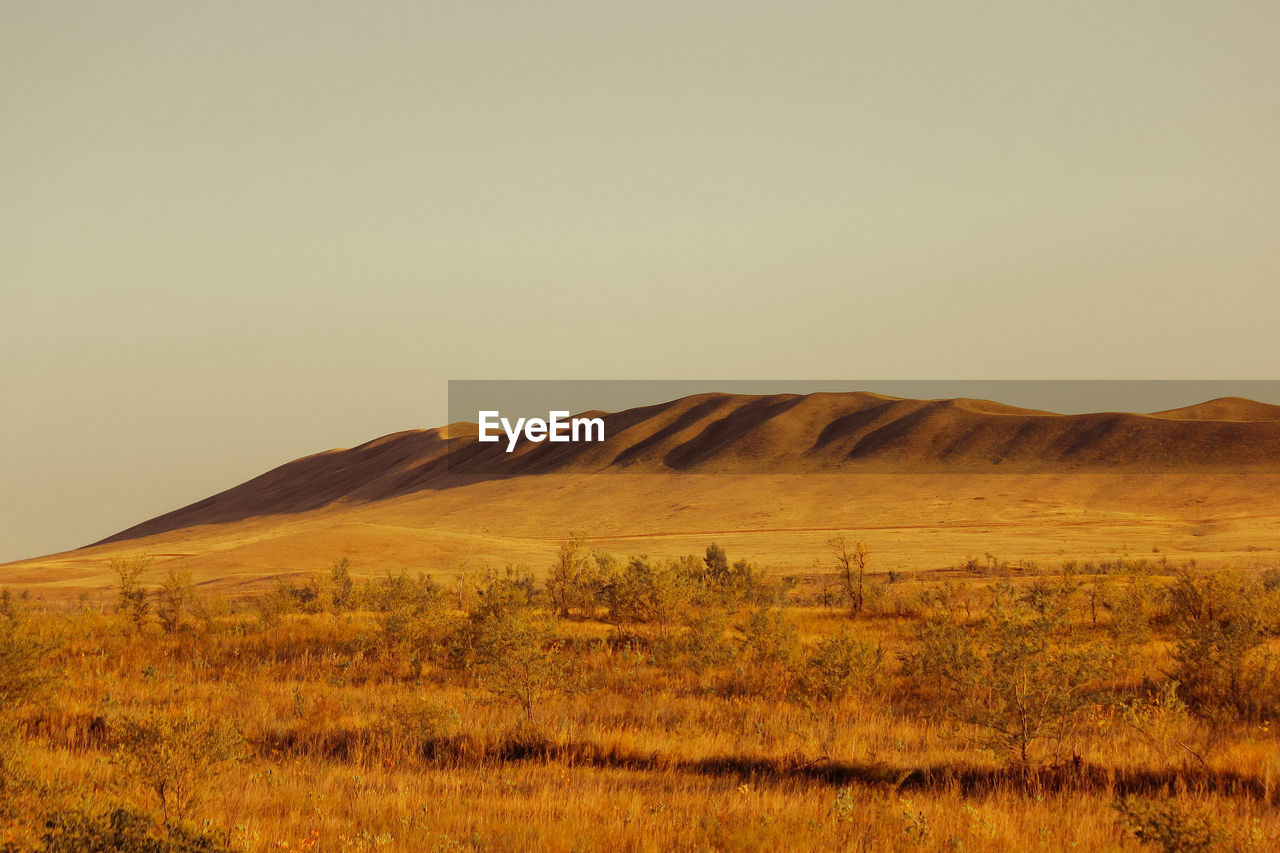 Scenic view of field against clear sky