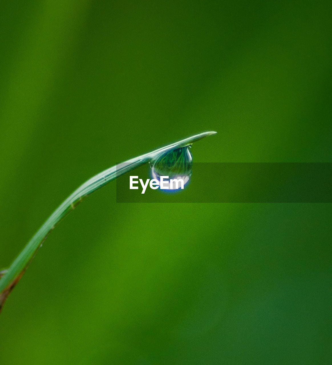 CLOSE-UP OF WATER ON GRASS