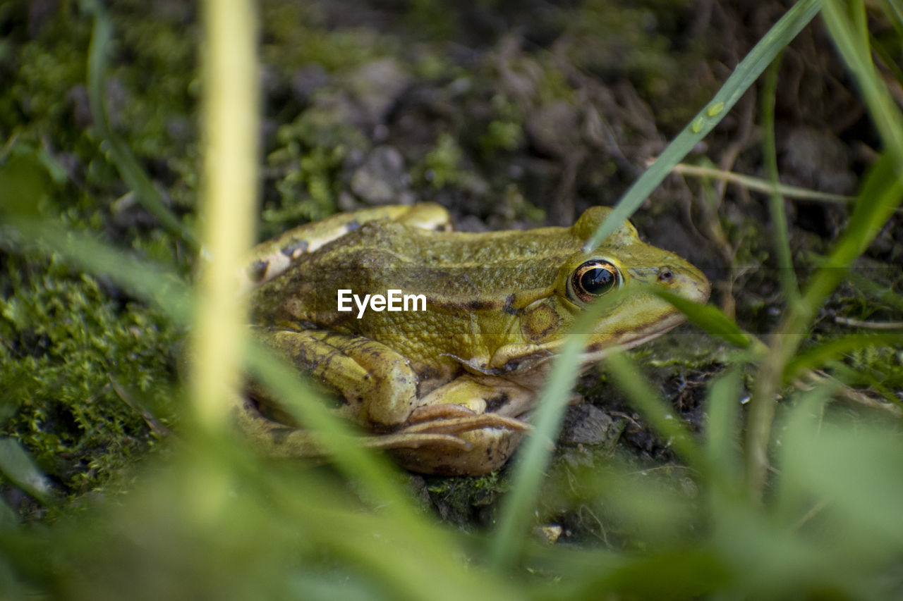 Close-up of green frog on land