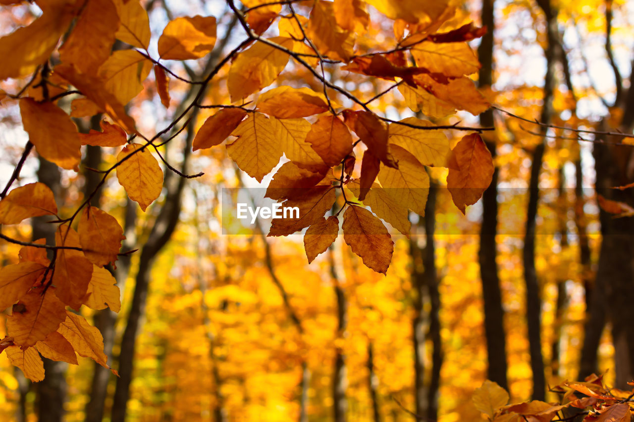 Yellow leaves are the sun. beautiful bright golden atmospheric natural background.