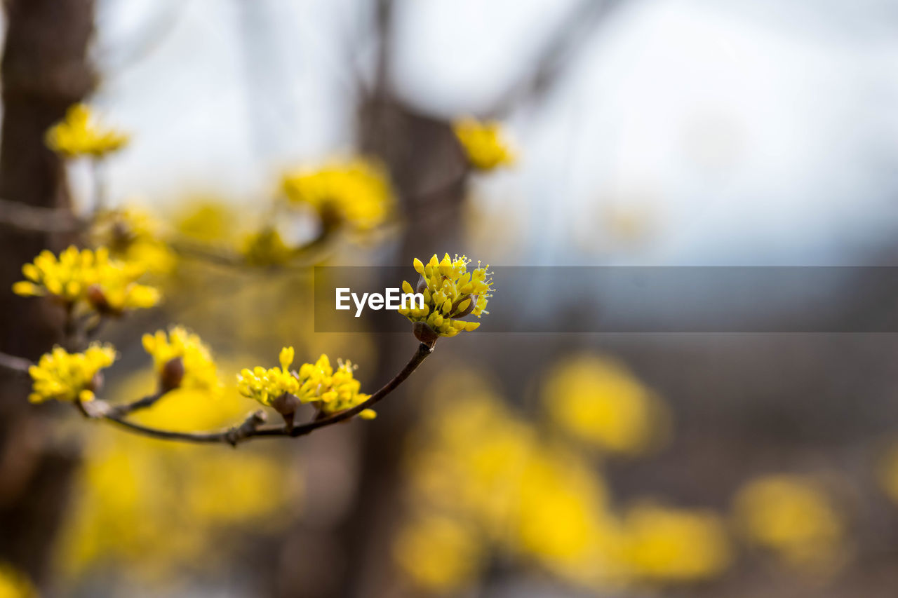 yellow, plant, flower, flowering plant, beauty in nature, freshness, nature, sunlight, blossom, close-up, tree, macro photography, growth, focus on foreground, springtime, branch, autumn, no people, outdoors, selective focus, fragility, day, leaf, spring, environment, flower head, produce, food and drink, landscape, plant part, food, sky, summer, multi colored, botany, tranquility