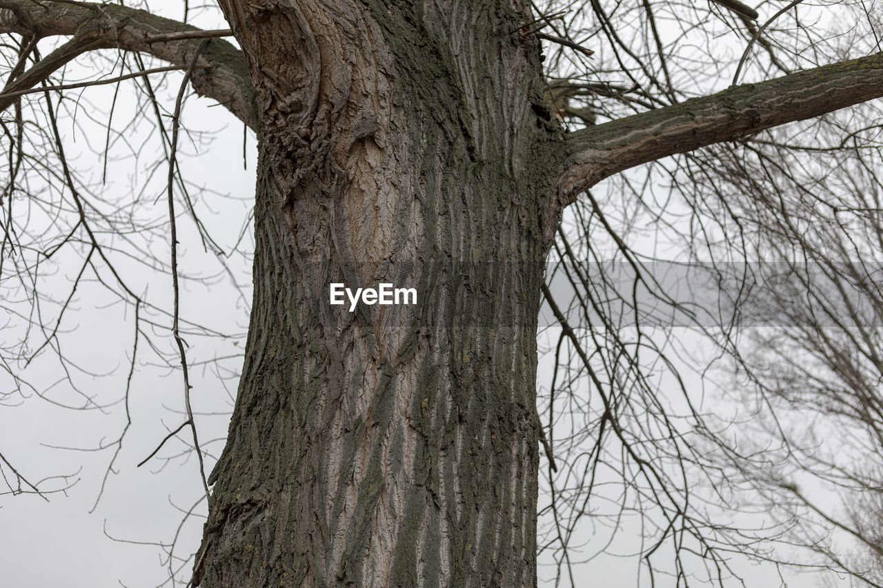 LOW ANGLE VIEW OF BARE TREES IN FOREST