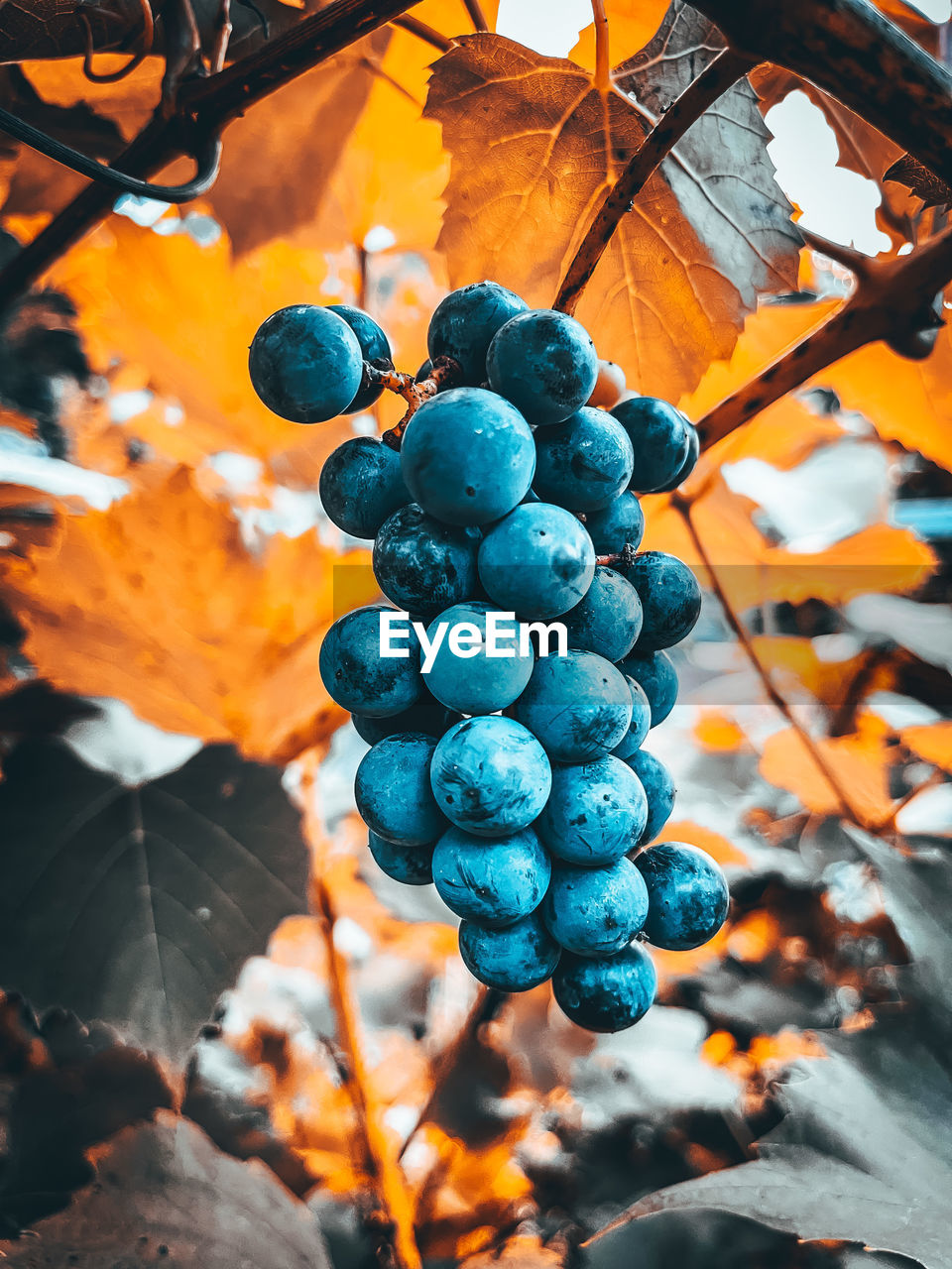 Close-up of grapes growing on tree