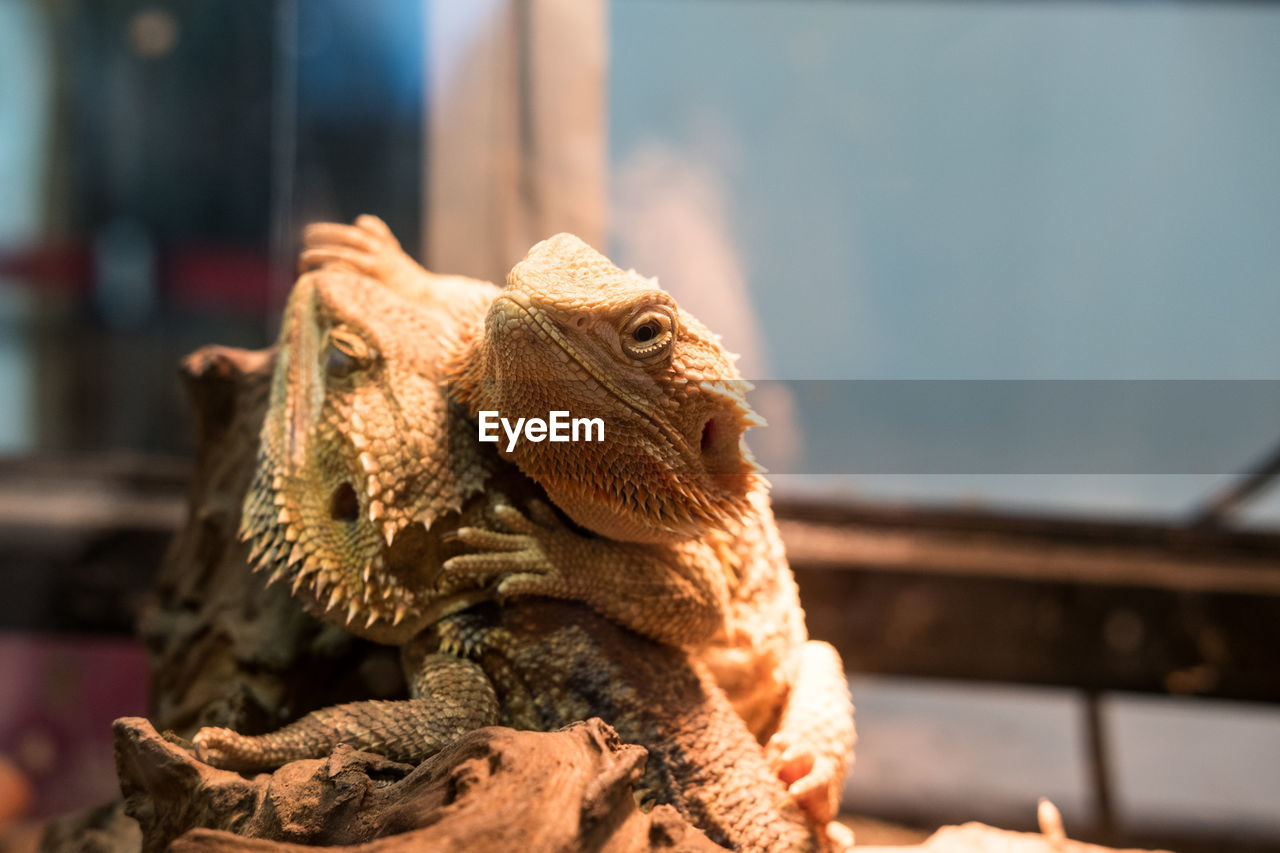 Close-up of bearded dragons in glass tank