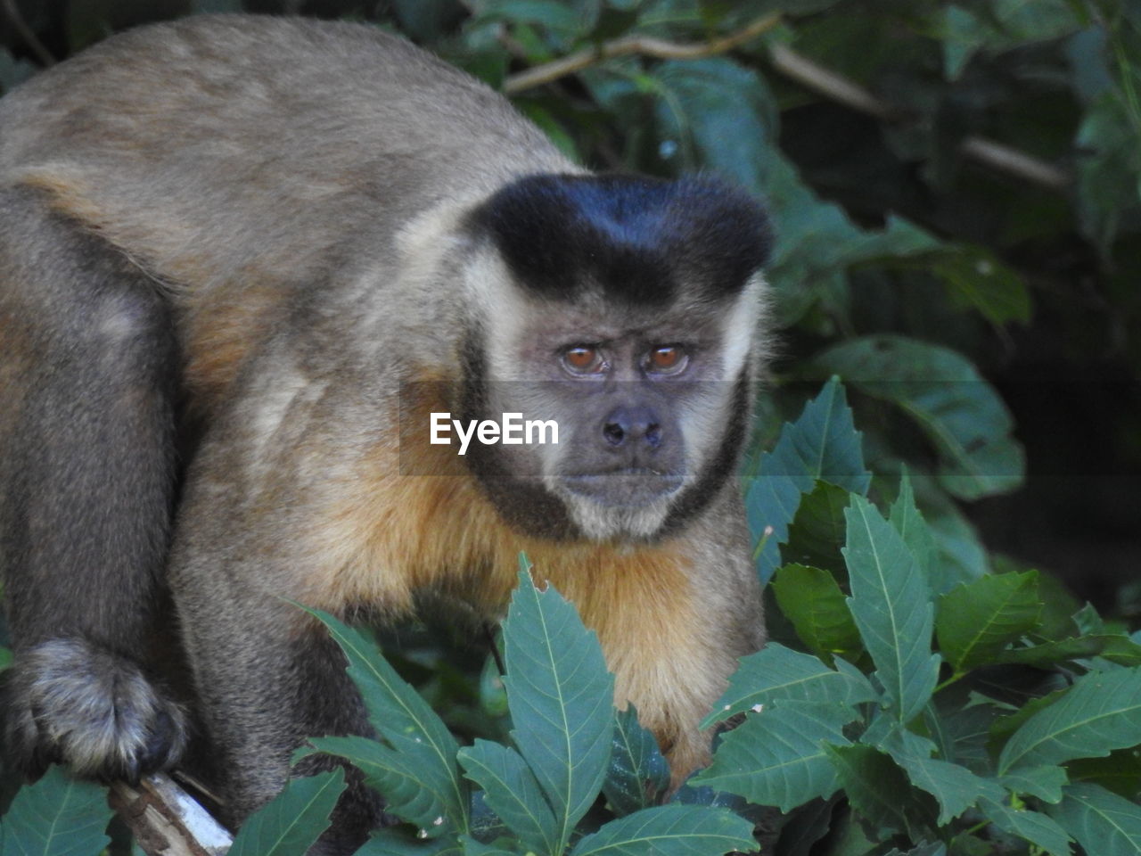 PORTRAIT OF MONKEY SITTING ON PLANTS