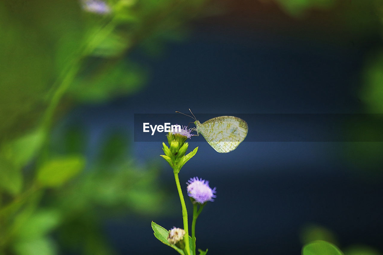 Close-up of butterfly pollinating on purple flower