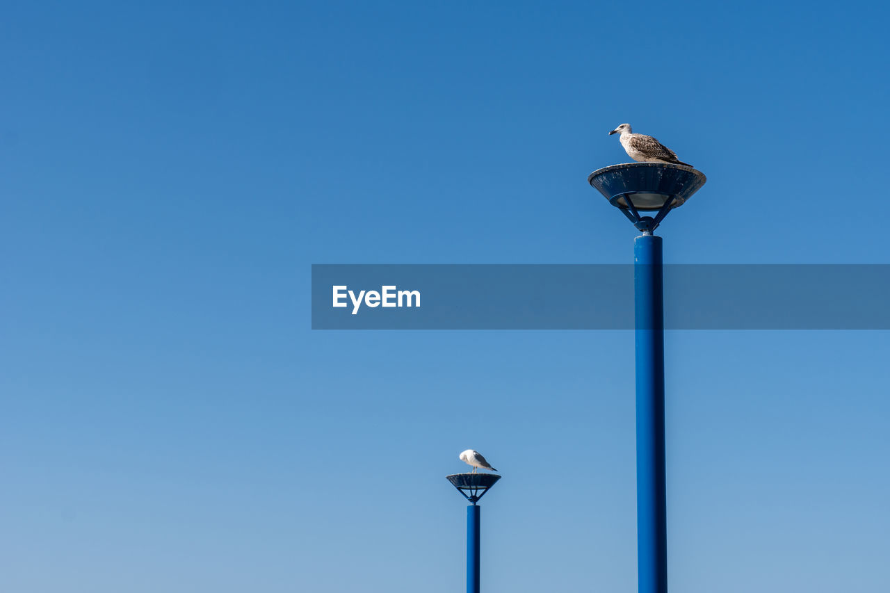 street light, sky, clear sky, blue, lighting equipment, light fixture, street, lighting, no people, copy space, low angle view, bird, nature, sunny, pole, day, outdoors, floodlight, wind, technology, wind turbine, architecture