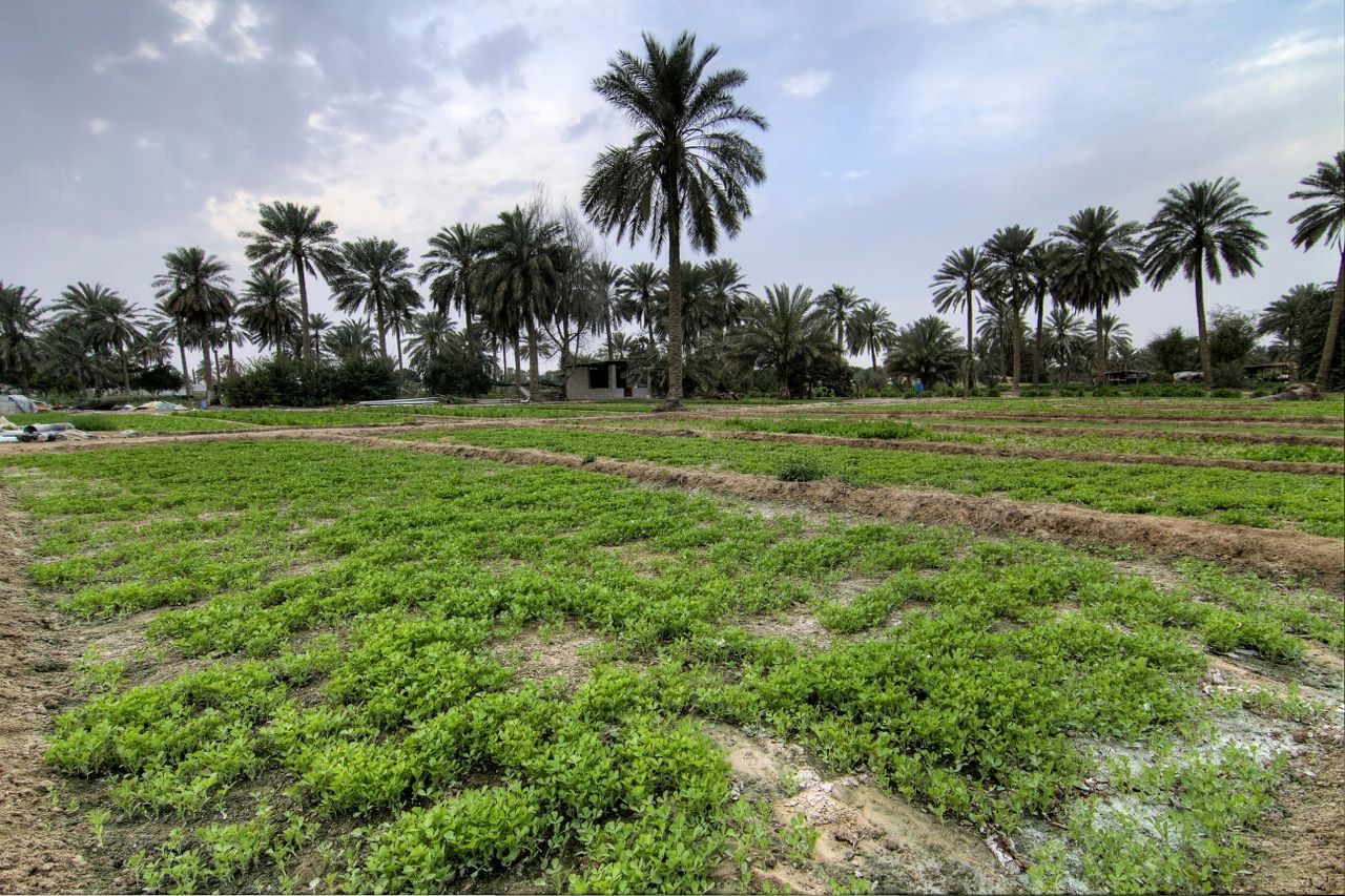 SCENIC VIEW OF GRASSY FIELD AGAINST CLOUDY SKY