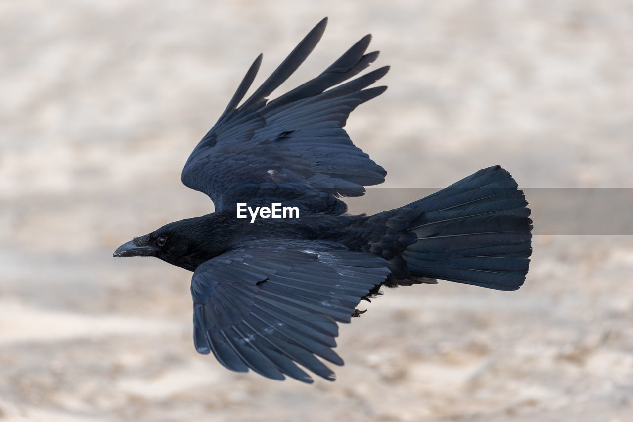 Close-up of bird flying