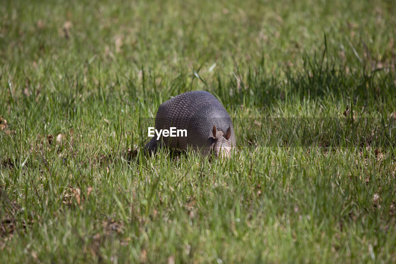 CLOSE-UP OF AN ANIMAL ON FIELD