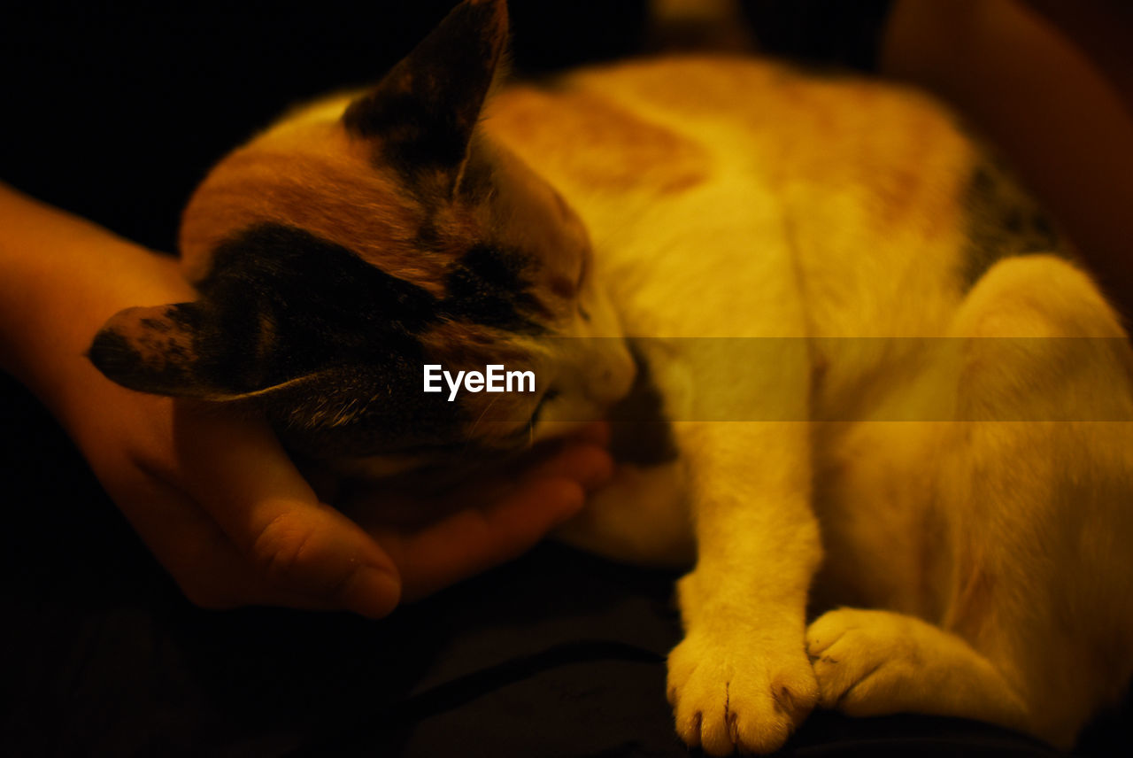 CLOSE-UP OF CAT SLEEPING ON SOFA