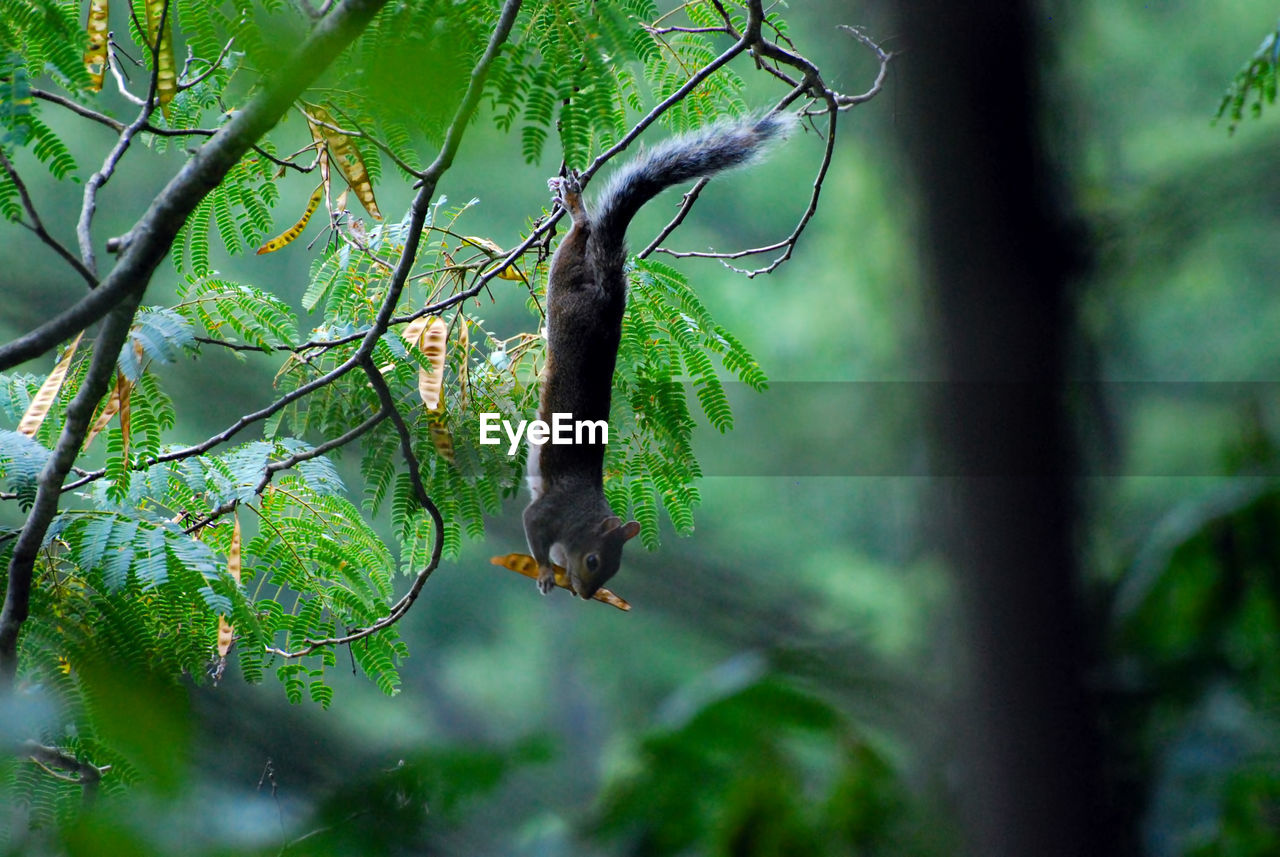 Low angle view of squirrel on branch