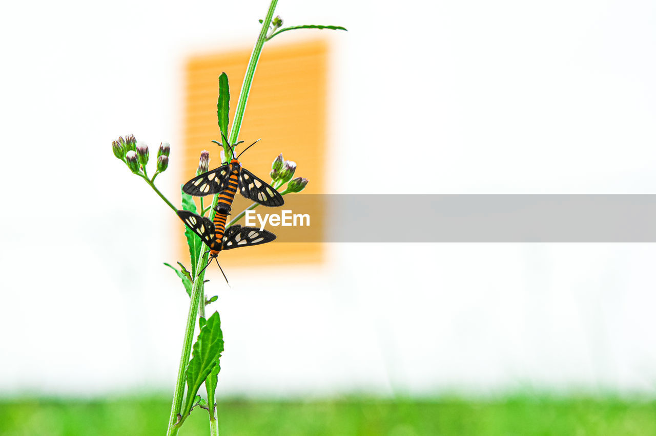 plant, animal, insect, nature, green, animal themes, grass, beauty in nature, animal wildlife, flower, close-up, no people, one animal, yellow, focus on foreground, animal wing, flowering plant, copy space, outdoors, freshness, plant part, wildlife, leaf, creativity, growth, environment, branch, summer, day, meadow, macro, butterfly, animal body part