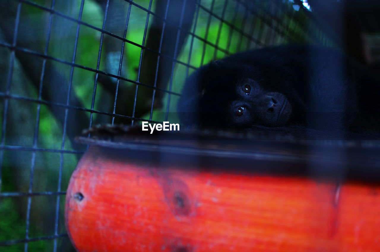 Sad caged monkey in a zoo 