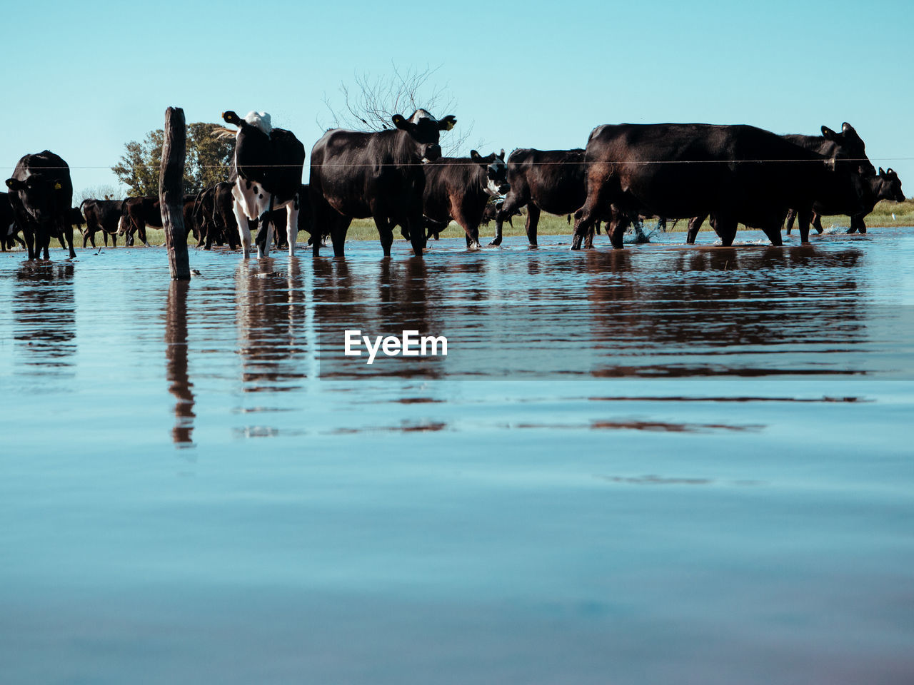 View of horse and cows in lake