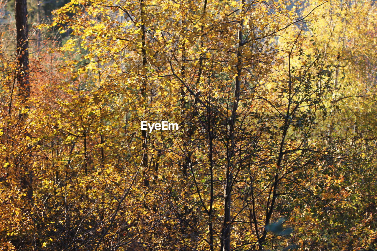 LOW ANGLE VIEW OF TREES