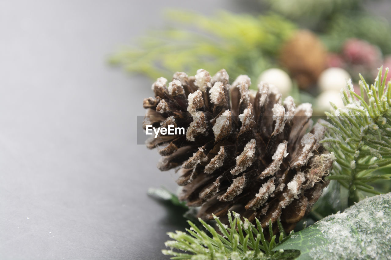 Close-up pine cone. christmas background with copy space 