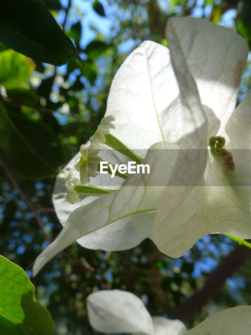 CLOSE-UP OF GREEN LEAVES WITH FLOWER