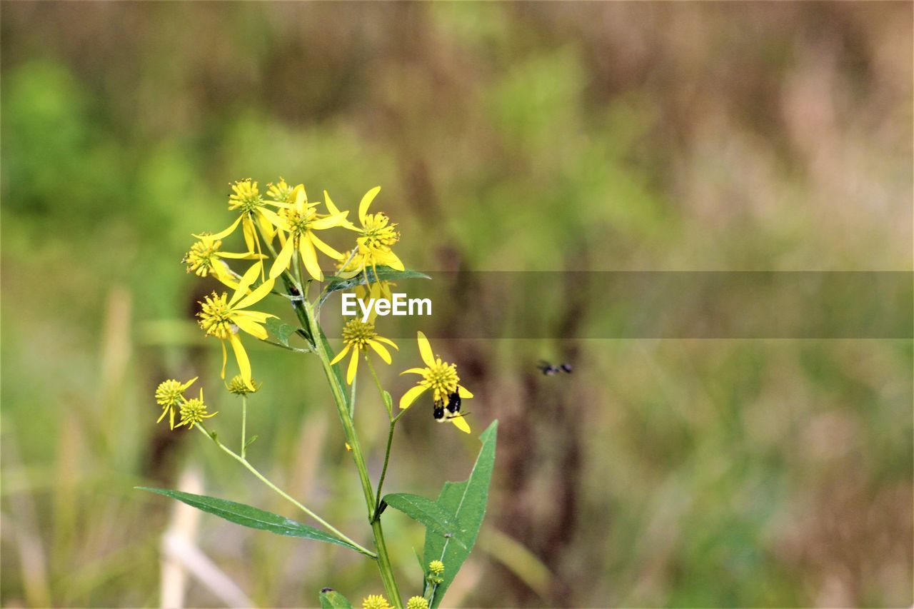 CLOSE-UP OF INSECT ON YELLOW FLOWERING PLANT