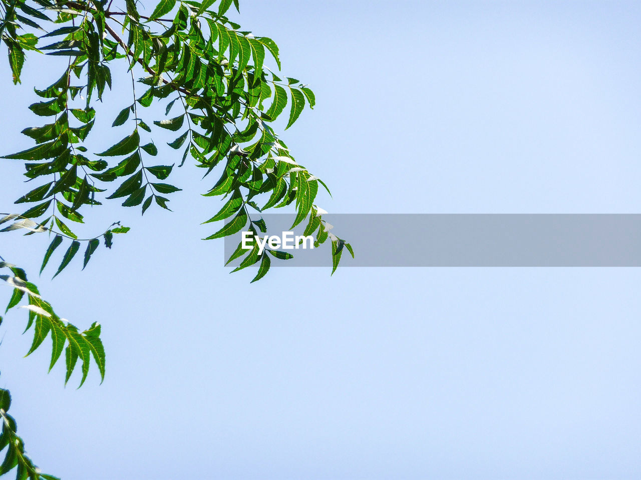 Low angle view of tree against clear blue sky