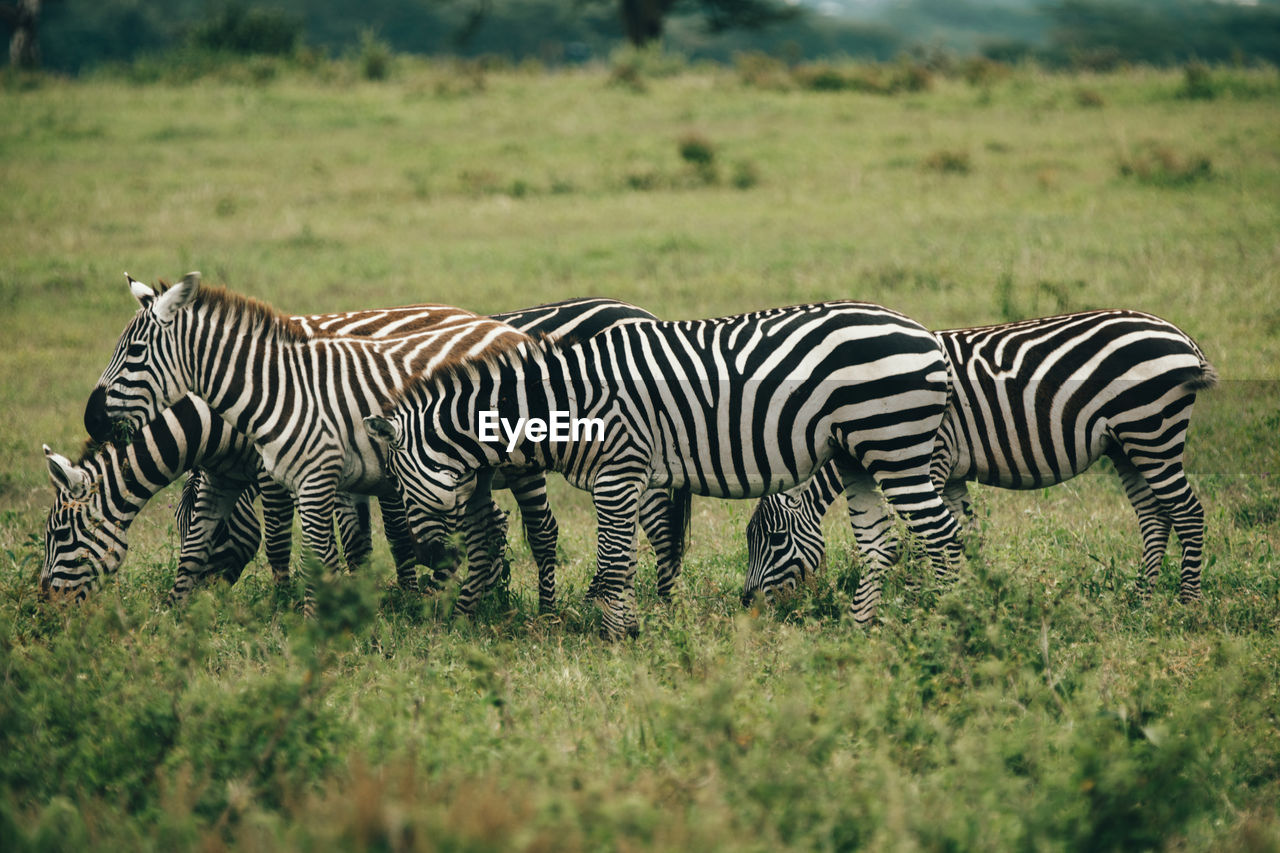 Zebra in kenya