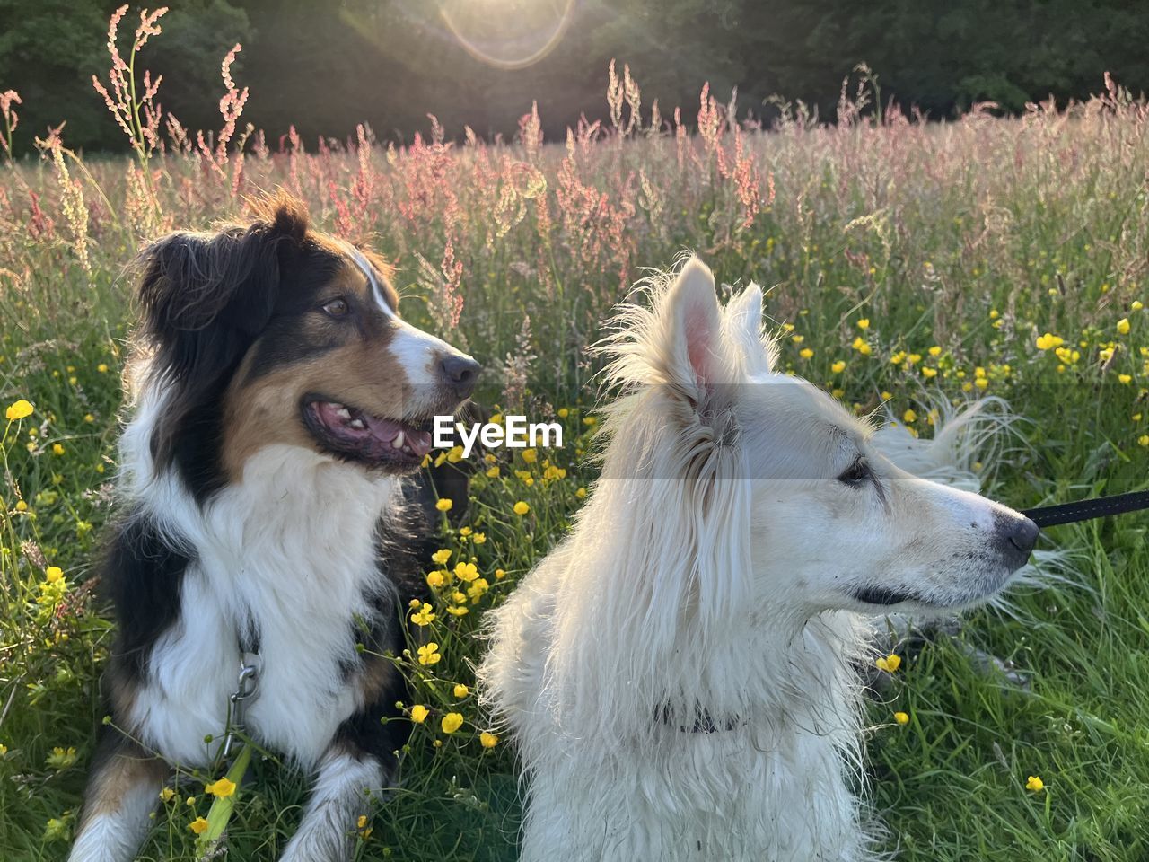canine, dog, pet, mammal, domestic animals, animal themes, animal, one animal, plant, grass, nature, field, flowering plant, flower, no people, border collie, sunlight, animal body part, outdoors, sky, looking, land, summer, environment, plain, looking away, meadow, day, sunset