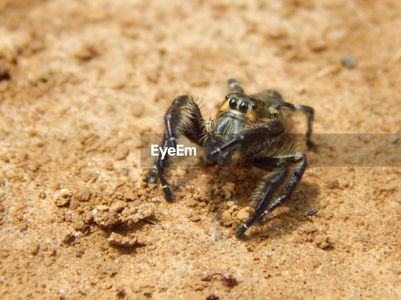 Close-up of spiders 