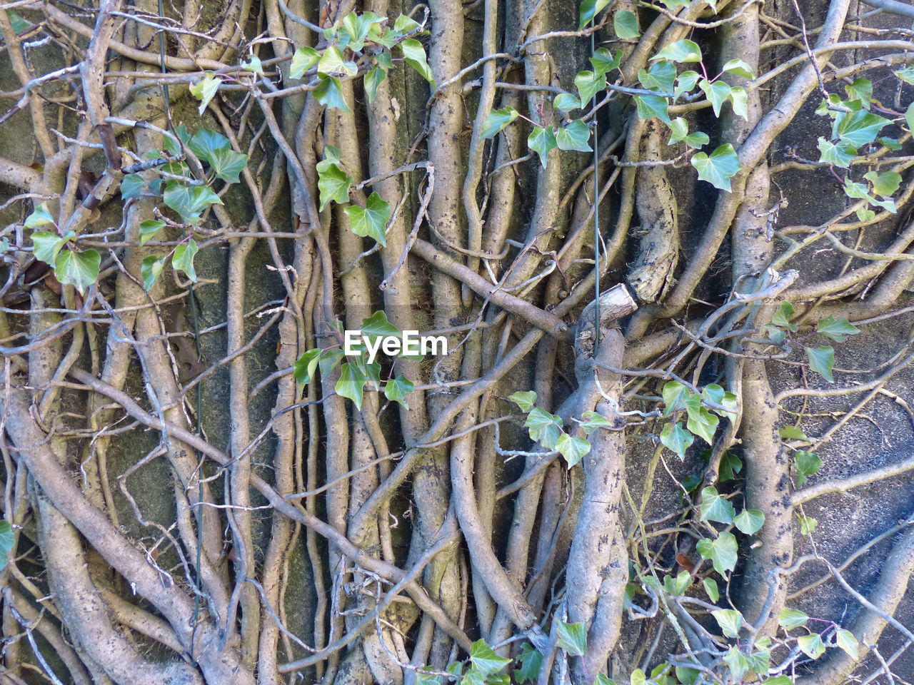 FULL FRAME SHOT OF TREE TRUNKS