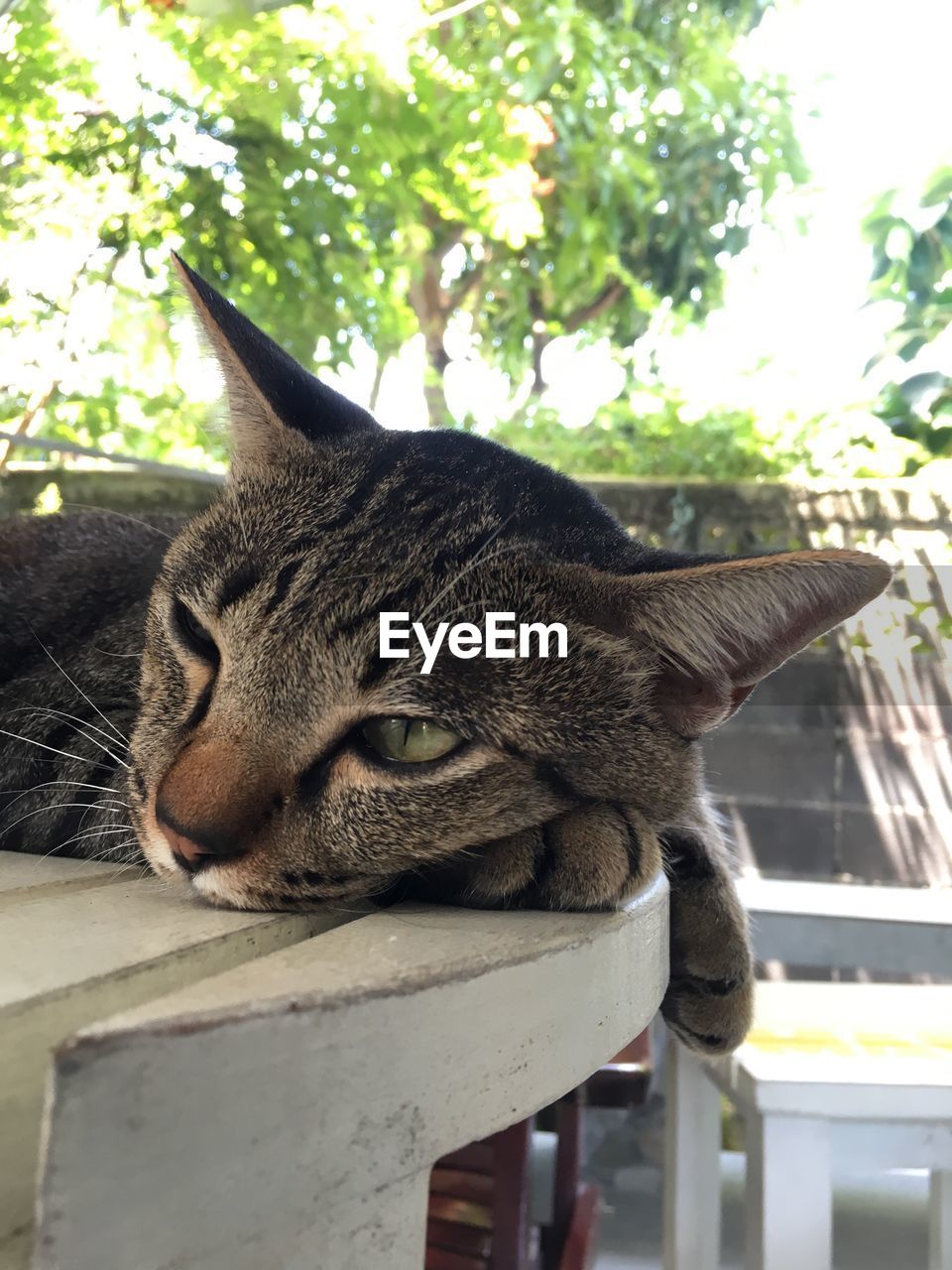 CLOSE-UP OF TABBY RESTING