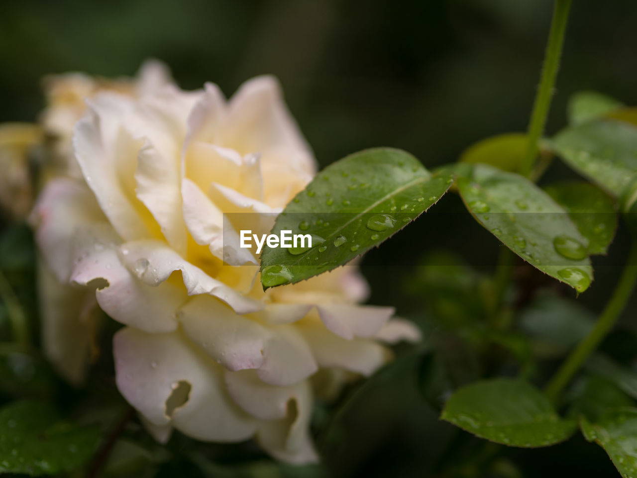 CLOSE-UP OF WATER DROPS ON ROSE LEAF