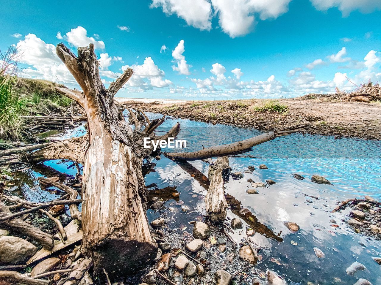 SCENIC VIEW OF DRIFTWOOD AGAINST SKY