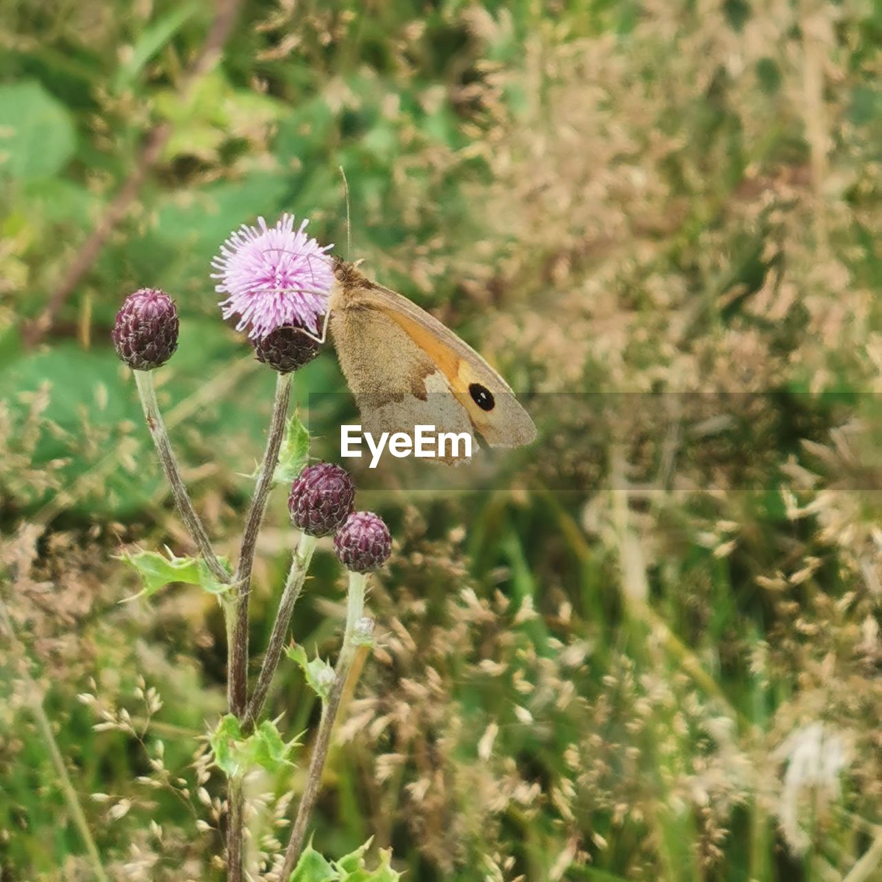 Close-up of butterfly pollinating on purple flower