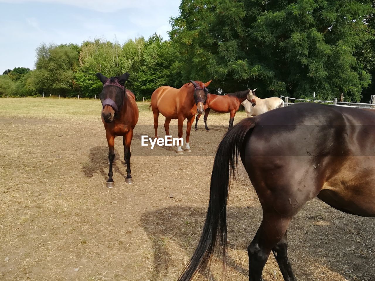 HORSES STANDING ON FIELD