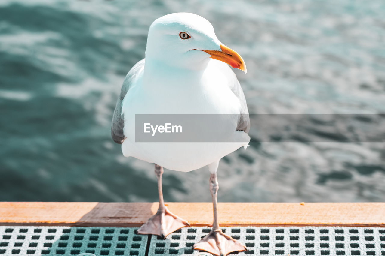 CLOSE-UP OF SEAGULL PERCHING ON SEA