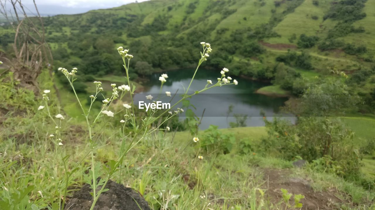 CLOSE-UP OF FRESH GREEN PLANTS ON FIELD AGAINST MOUNTAIN