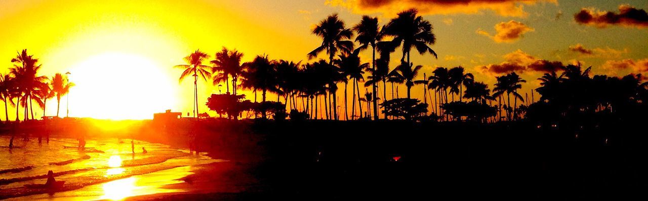 SILHOUETTE OF PALM TREES DURING SUNSET