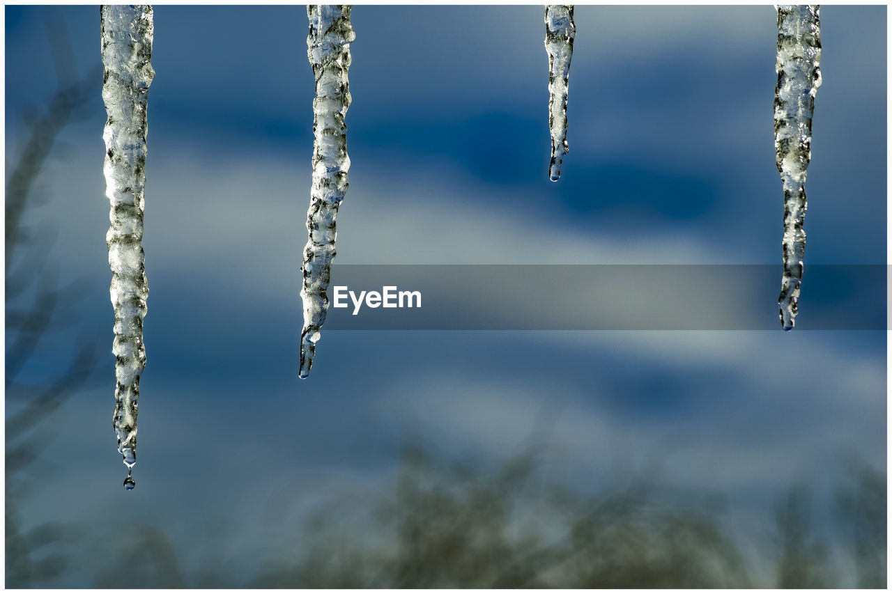 CLOSE-UP OF ICICLES ON PLANT